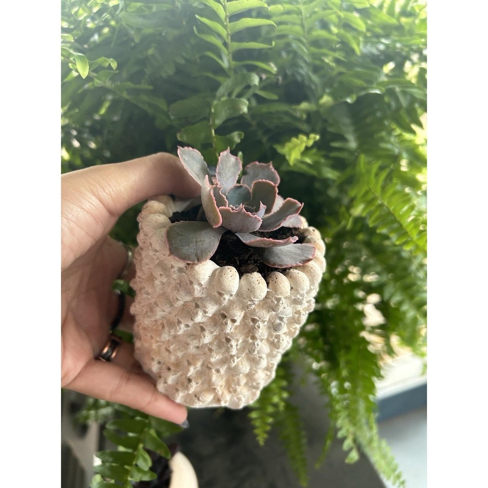 Skull Concrete Planter – Handmade Cement Succulent Pot, Handmade In Texas - Picture 5 of 11